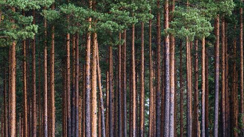 BBC Sibelius Symphony No. 5 | Saturday 19 September 2026